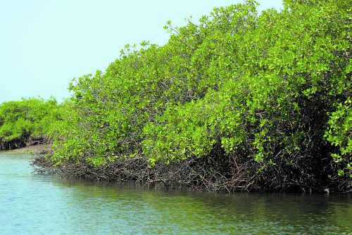 In Südostasien werden Mangrovenwälder vor allem abgeholzt, damit Aquakulturen für Riesengarnelen oder Palmölplantagen entstehen können. APA