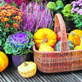 Den Herbst farbenfroh angehen