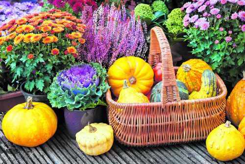 Nicht nur Chrysanthemen, Heide und Zierkohl sorgen im Herbst und Winter für Farbenpracht.