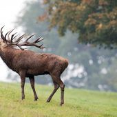 Brunftschreie jagen Urlaubern Angst ein