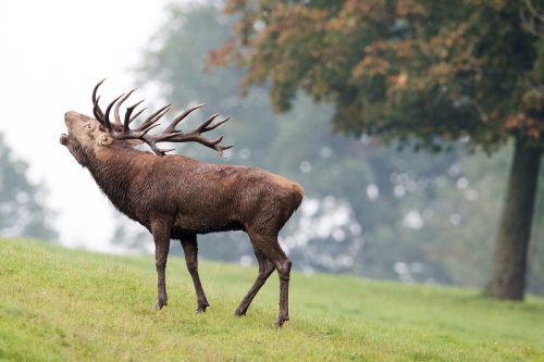 Röhrende Hirsche versetzten ein tschechisches Paar in Panik. dpa
