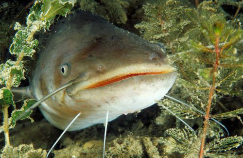Welse können extrem groß werden, sie sorgen immer mal wieder für Aufsehen.⇒Apa