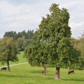 Dornbirns Ruf als Gartenstadt erhalten