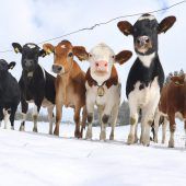 Immer weniger Schnee
