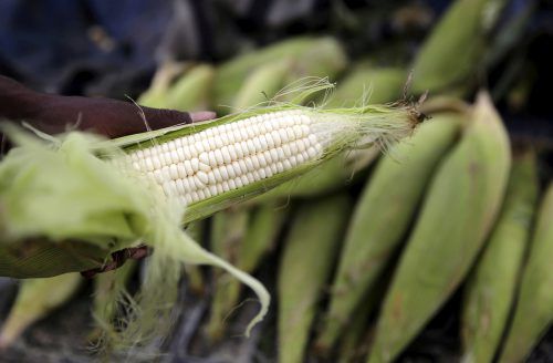 Den Bauern drohen Ernteverluste in Milliardenhöhe. Reuters