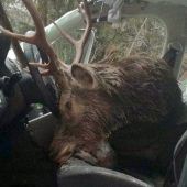 Hirsch landet bei Wildunfall auf dem Fahrersitz