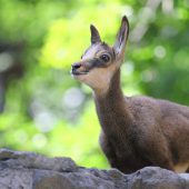 „Rettet die Gams“: Vorarlberger Jäger votieren für mehr Rücksichtnahme