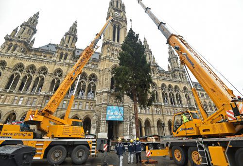 Der Weihnachtsbaum aus Frastanz wurde am Wiener Rathausplatz mit zwei Kränen emporgehievt und in einem zweieinhalb Meter tiefen Loch im Boden befestigt. APA