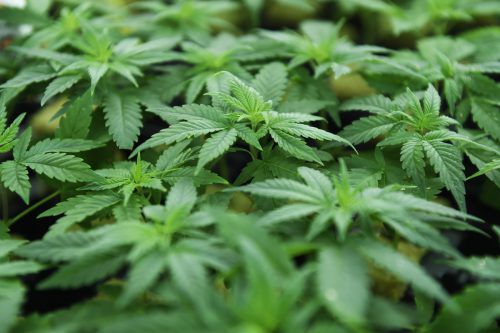 In Deutschland dürfte Cannabis bald legal werden. Österreich bleibt strikt. APA/Fohringer