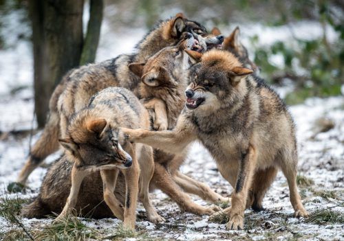 Die Zahl der Wölfe nimmt gerade in Zentraleuropa stetig zu.  dpa