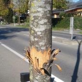 Rankweiler nehmen „Baum-Vandalen“ ins Visier
