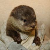 Niedliche Otterbabys