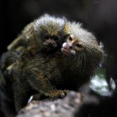 Huckepack im Zoo