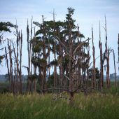 „Geisterwälder“ zeugen vom Klimawandel