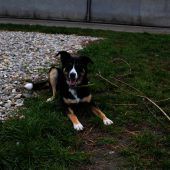 Zwei Hunde, ein Kater und Rattendamen