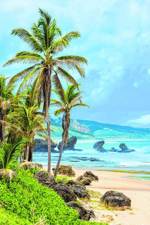 Das Leben auf Barbados spielt sich hauptsächlich an den Küsten ab. Besonders Urlauber lieben die schönen palmengesäumten Strände.