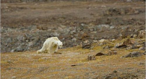 Der Eisbär bircht in den Video mehrfach zusammen. Screenshot