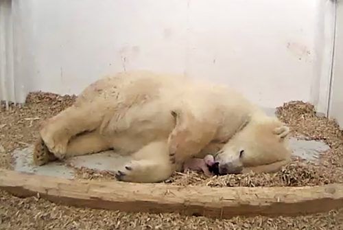 Der Tierpark beobachtet Tonja und ihr Neugeborenes rund um die Uhr mit Überwachungskameras.  AFP