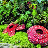 Kerinci-Seblat-Nationalpark