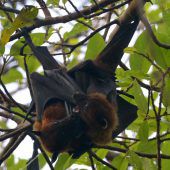 200.000 Fledermäuse fliegen auf australische Kleinstadt
