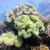 Korallen im Great Barrier Reef transplantiert
