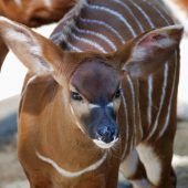 Bongo-Nachwuchs