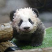 Name für Pandababy
