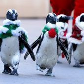 Es weihnachtet im Zoo