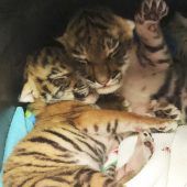 Kleine, müde Tiger
