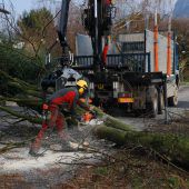 Eschen an ÖBB-Trasse gefällt