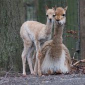 Neugieriges Fohlen