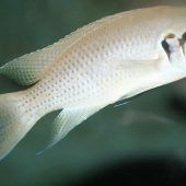 Fische bestrafen unehrliche Signale von Artgenossen