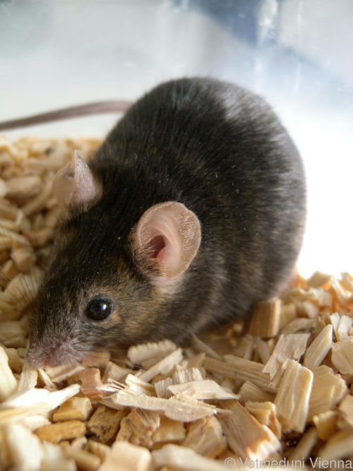 Mäuse fiepen mehr mit dem anderen, als dem eigenen Geschlecht. Vetmeduni