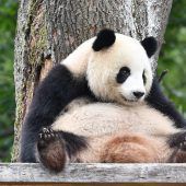 Rätsel um Pandadame gelöst