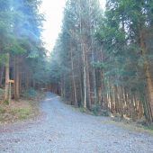 Eschentriebsterben in Weiler Auwald greift weiter um sich