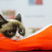 Grumpy Cat gewinnt Prozess