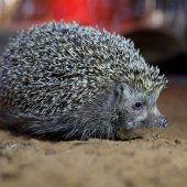 Igel muss abspecken