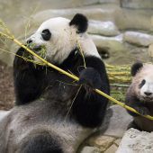 Kleiner Pandajunge