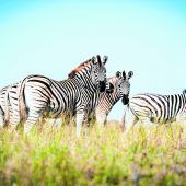 Die große Wanderung der Zebras