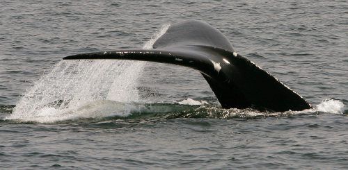 Laut der Wetter- und Ozeanografiebehörde NOAA gibt es nur noch rund 450 Exemplare.  AP