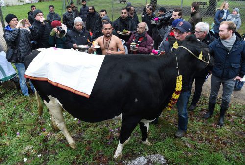 Milchkuh „Madel“ befand das Grundstück für würdig.  AFP