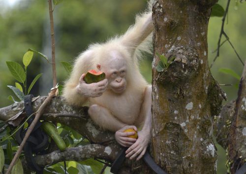 Mit der spektakulären Rettung im vergangenen Jahr hat es das Albino-Orang-Utan-Weibchen Alba zu weltweiter Prominenz geschafft. AP