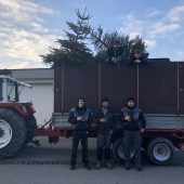 1000 Christbäume als Funkenbrennholz