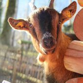 Windböen setzten Wildpark zu