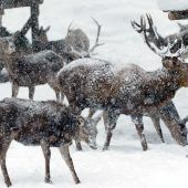 „Wildtiere haben keine eigene Stimme“