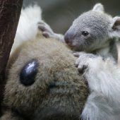 Flauschiger Freund