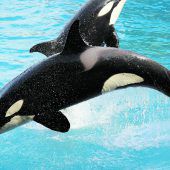 Sprachtraining für Orca „Wikie“. »D8
