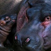 Happy Hippo