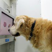 Alte Hunde spielen gern am Computer