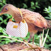 Der Wachtelkönig auf dem Seestadt-Areal stürzt Louis Vuitton ins Verderben. »4